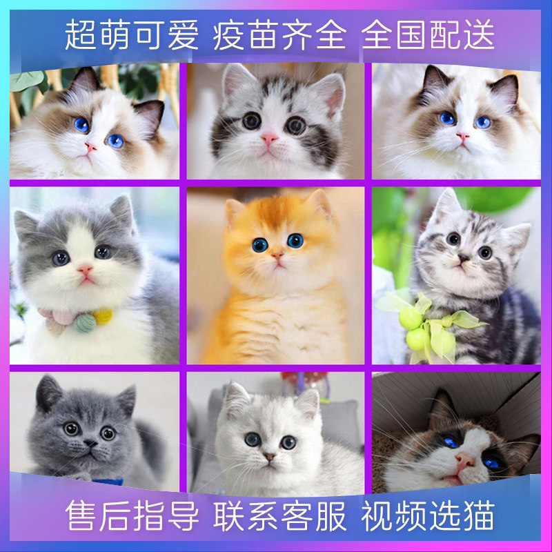 澳门缅因猫英短蓝猫蓝白美短加菲豹猫金