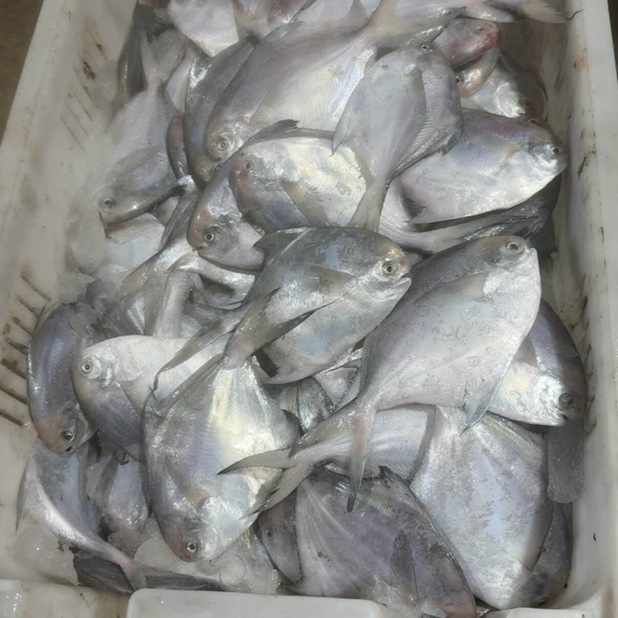 渤海湾 银鲳鱼4斤 18条左右