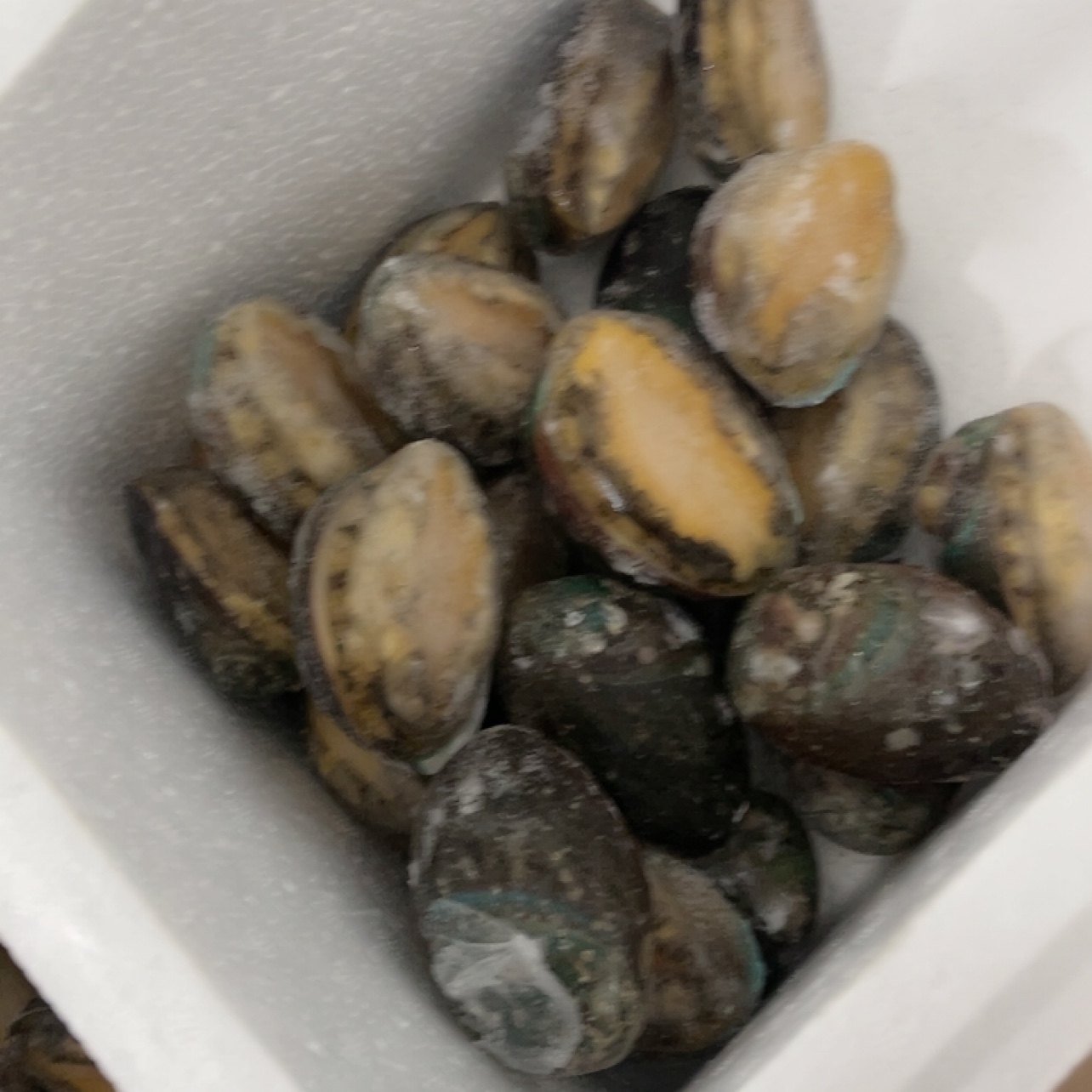 鲍鱼25只,水产肉类/新鲜蔬果/熟食,其它,淘宝优惠券,粉丝福利购,淘宝优惠卷