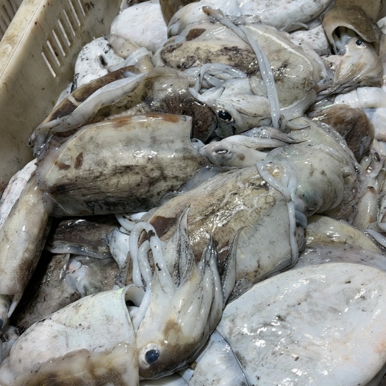 渤海湾  墨鱼 4斤 大概6条左右