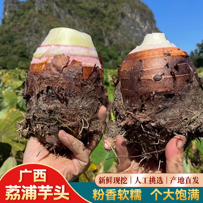 正宗广西荔浦芋头旗舰店当季新鲜现挖现发大芋头商用桂林产地直发
