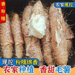 毛薯5斤新鲜包邮红薯沙地番薯地瓜白心红甜薯农家自种现挖山药