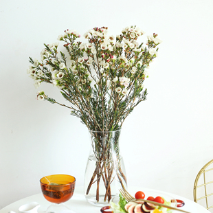 澳洲腊梅鲜花 平头腊花 小米花花期长好养顺丰空运清香好养花期长