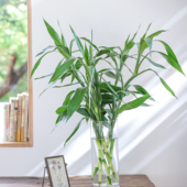 鲜花云南直发 富贵竹 水培绿植 招财好运 招财好养竹子 转运竹