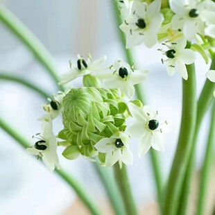 天鹅绒鲜花 云南基地直发 花束 绿毛球雀梅康乃馨顺丰空运包邮