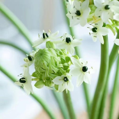 雀梅圣星百合绿毛球花期长女神节