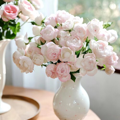 多头玫瑰蔷薇苏芬海葵稀有