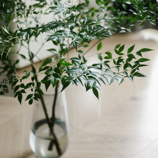 千層金 馬醉木 枝葉綠植 櫻花任2順豐 包郵 南天竹 住在森林