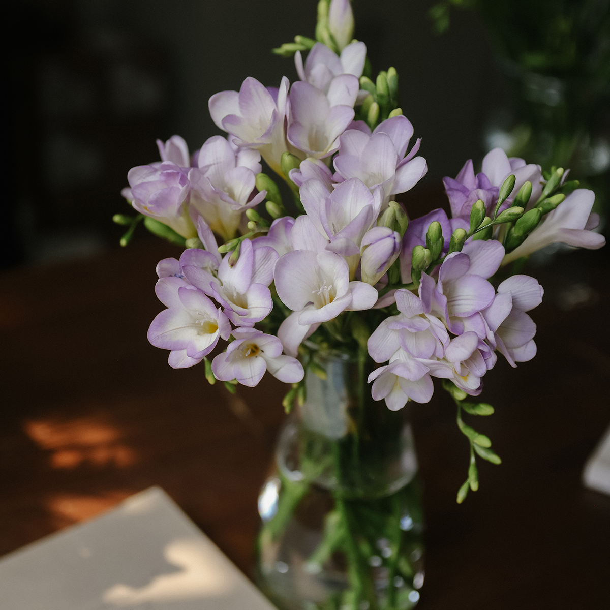 云南香雪兰/小苍兰清香好闻