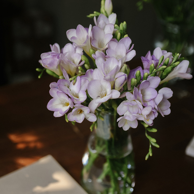 云南香雪兰/小苍兰清香好闻