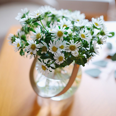 迷你菊鲜花雏菊花期长小清新