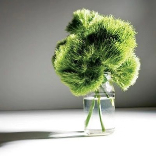 包邮 鲜花云南直发 任意2扎顺丰空运 绿石竹 绿毛球