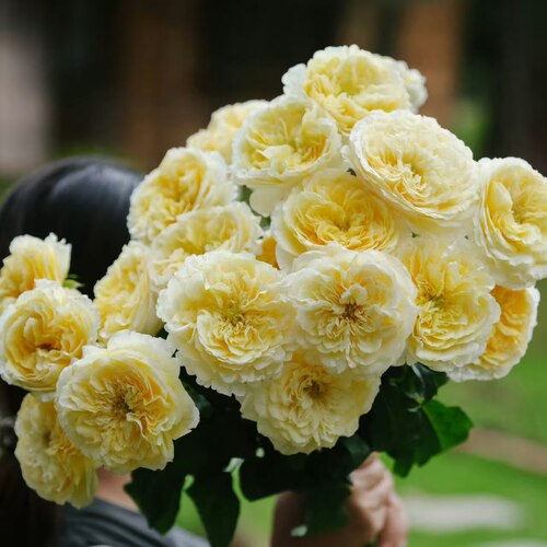 玫瑰节日通用玫瑰花顺丰空运