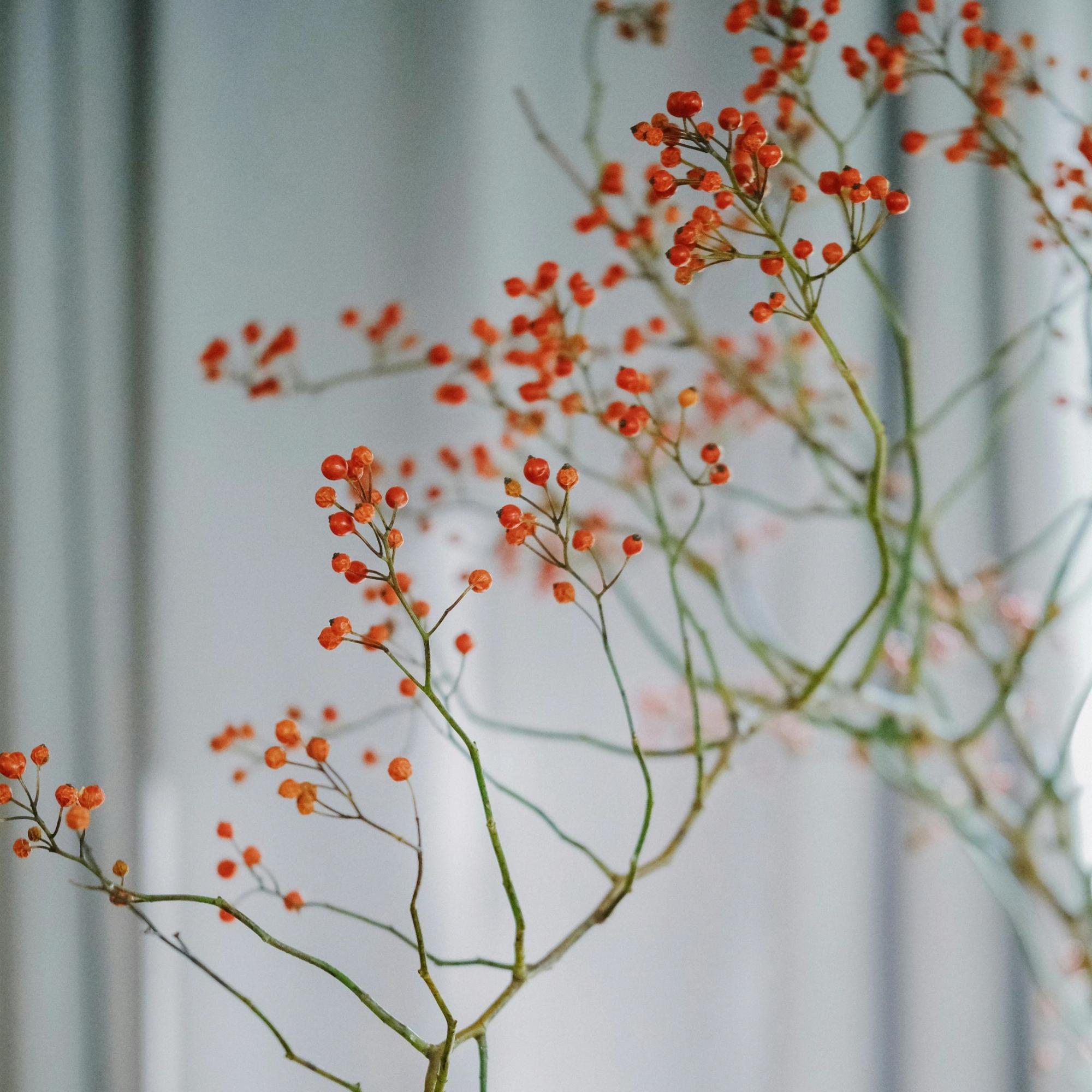 乐作山归来高档鲜花可做干花顺丰