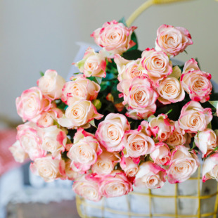 鲜花云南直发 折射多头玫瑰 可作干花顺丰空运包邮办公室客厅插花