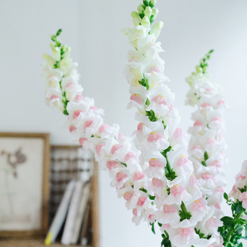 新鲜金鱼草水养鲜花好养