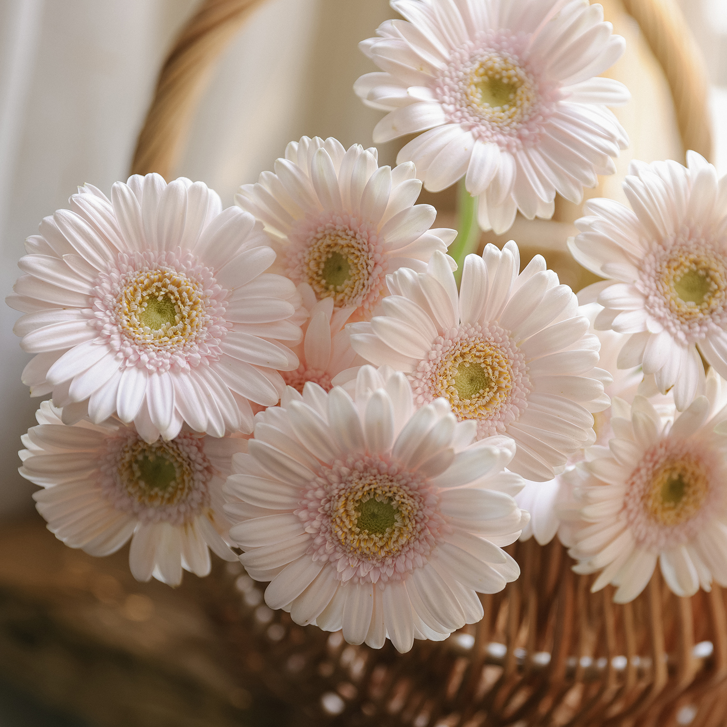 多中菊类鲜花任意2件包邮