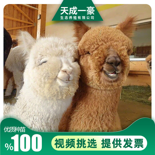 羊驼活物幼崽听话网红羊驼适合家养小羊驼多少钱宠物成年羊驼活体