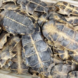 生龟板500g中药材龟甲鳖甲醋龟板粉有龟甲乌龟壳制炙龟板龟下