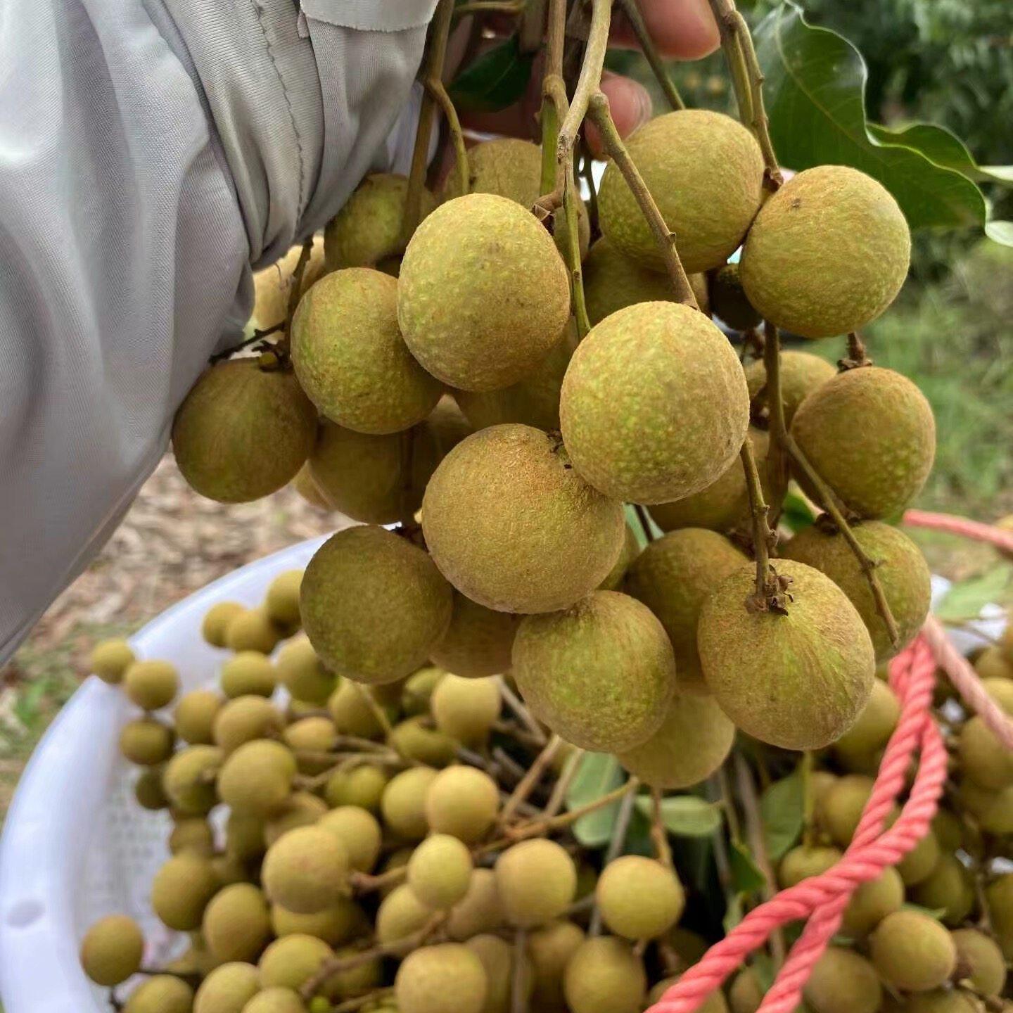 现摘新鲜龙眼去枝当季时令水果新鲜桂圆大龙眼鲜果直发精选装
