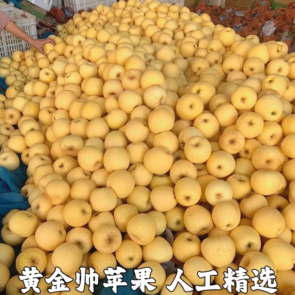 黄金帅刮泥沙金黄色苹果黄元帅金帅新鲜水果黄香蕉甜面苹果包邮