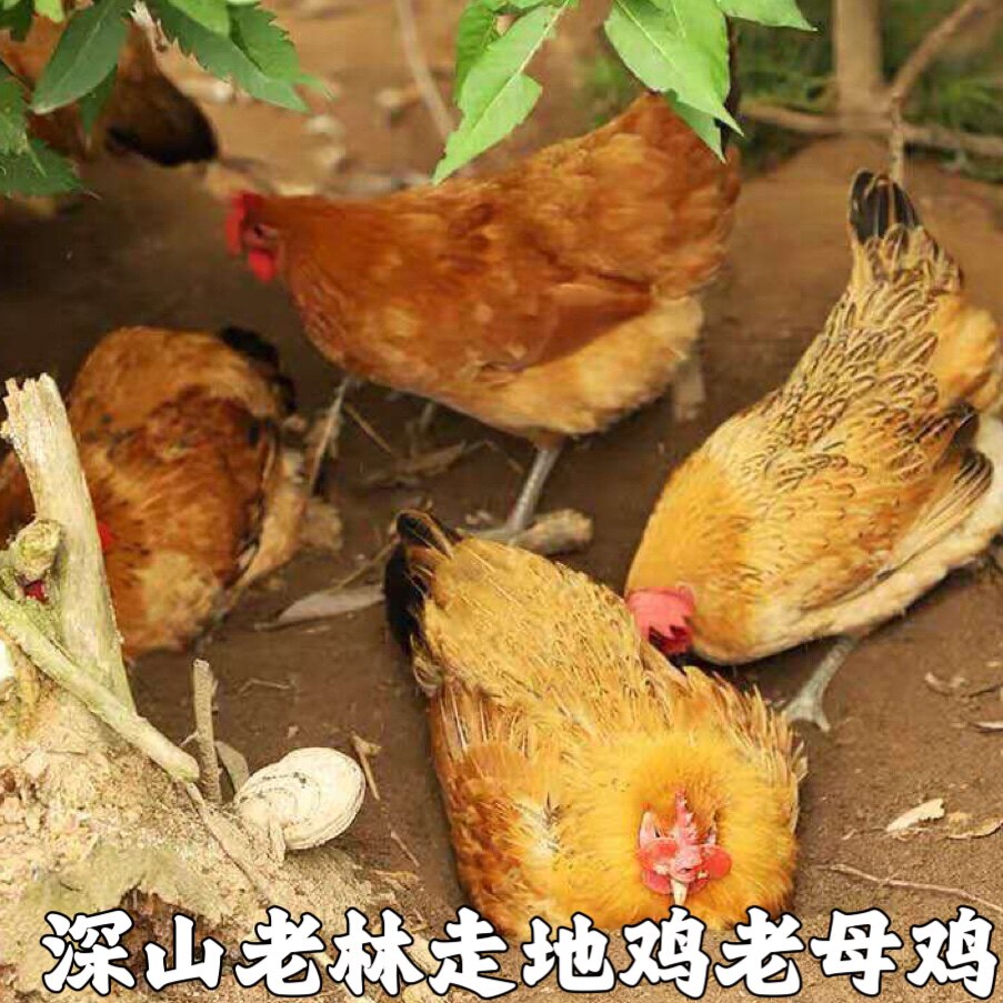 深山收购农家散养土鸡新鲜现杀