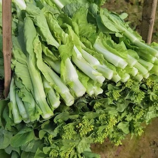 湖北农家露天白菜苔青口白菜心'菜尖苔心菜小白菜苔新鲜 现摘发货
