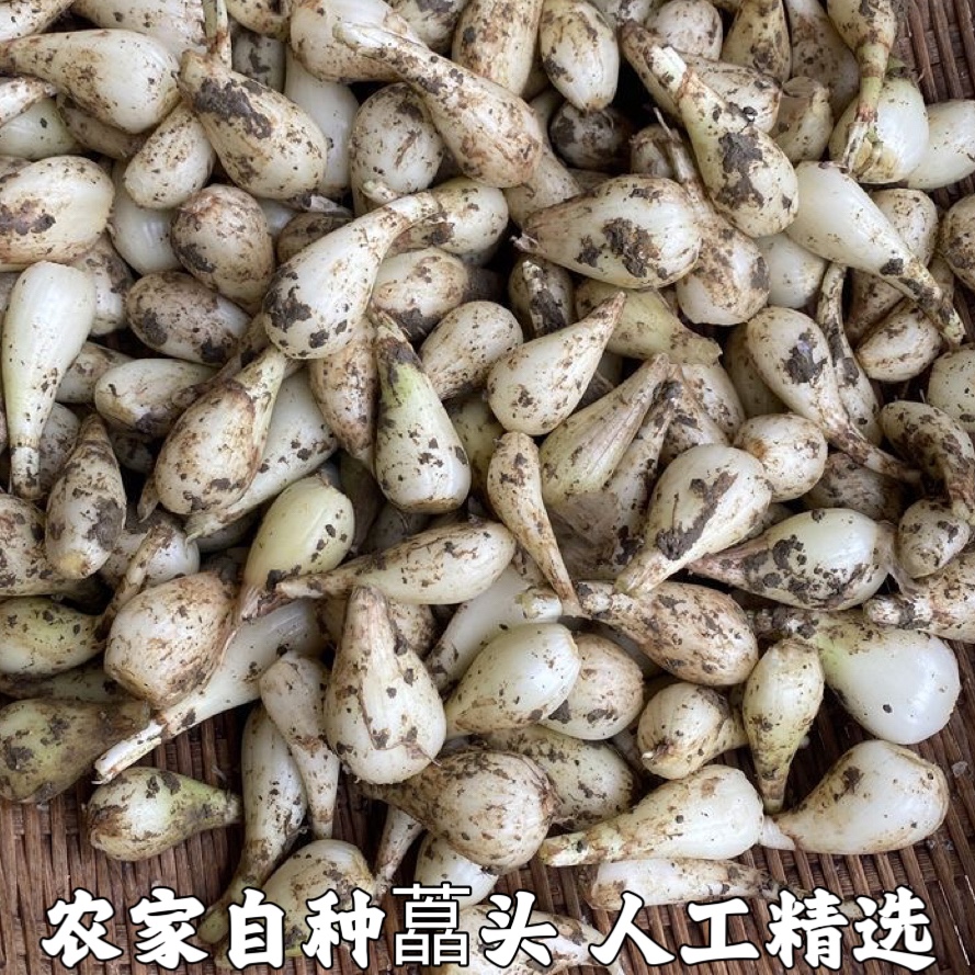荞头新鲜藠头茭头农家自种现发现挖精选教头蒜白糖醋湖北蔬菜包邮