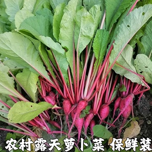 农家新鲜萝卜菜萝卜梗当季青蔬菜红皮小萝卜红萝卜缨子嫩萝卜苗
