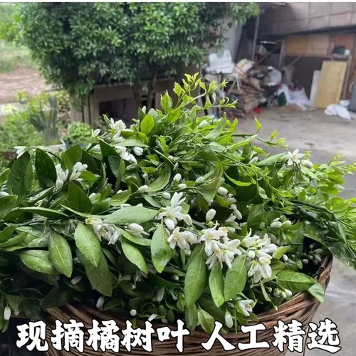 新鲜柑橘树叶橘子树叶桔子