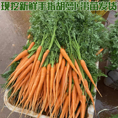 新鲜手指胡萝卜小红胡萝卜西餐食材小胡萝卜水果蔬菜沙拉带苗发货