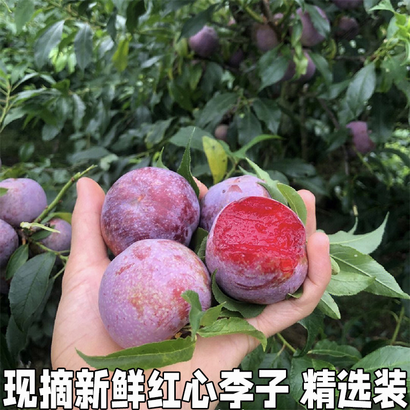红心三华李新鲜水果孕妇当季樱桃脆甜特大果整箱红心李子