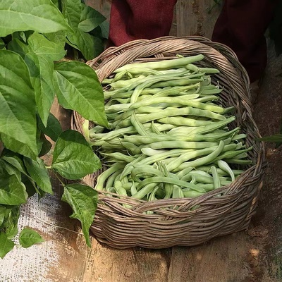 湖北新鲜蔬菜四季豆老来少