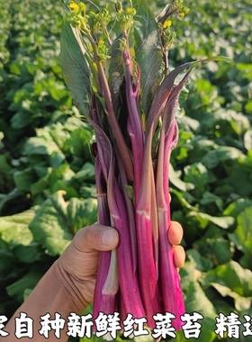 湖北特产农家新鲜打霜红菜苔紫菜薹洪山菜薹绿色蔬菜现摘现发包邮