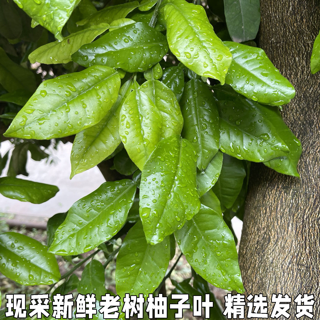 带技叶子树叶新鲜柚子叶顺丰包邮其它