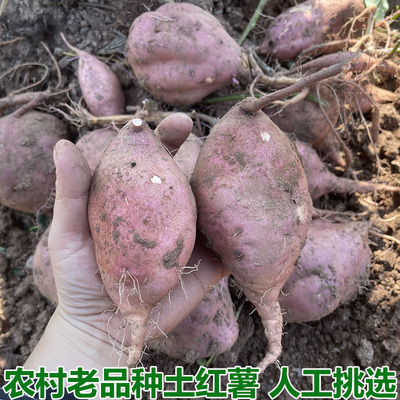 农家自种土红薯红薯地瓜山芋番薯
