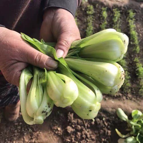 上海青新鲜小油菜现摘现发农家露天霜冻上海青大油青菜叶类菜包邮