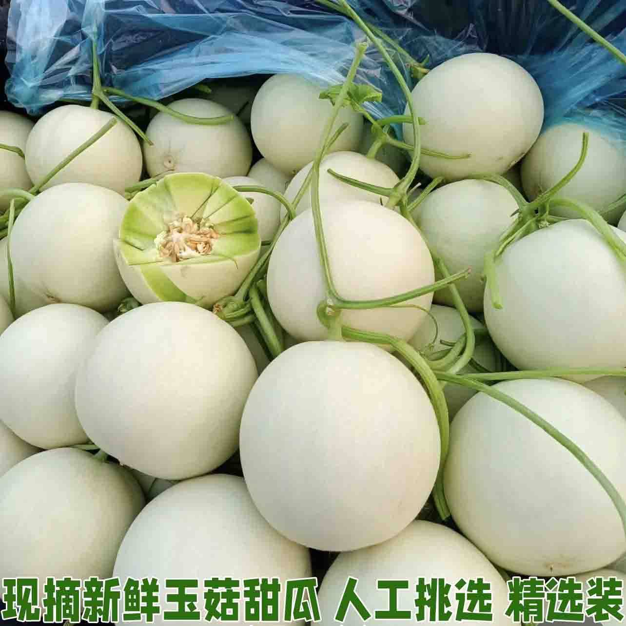 正宗玉菇甜瓜新鲜水果整箱当季香瓜蜜瓜冰淇淋瓜脆甜蜜瓜