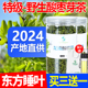 野生酸枣芽茶泰山酸枣叶茶睡眠早春新茶手工炒制酸枣仁正宗芽头茶