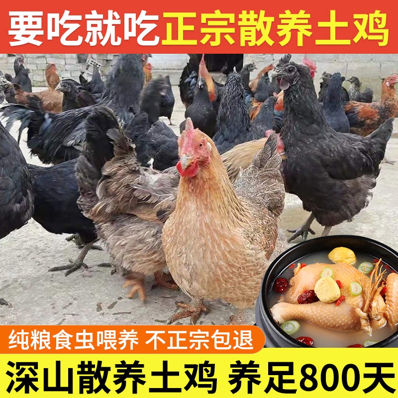 农家散养跑山母鸡本地老母鸡现杀土鸡纯粮真空新鲜冷冻虫草鸡顺丰