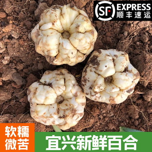 2025现挖正宗宜兴新鲜食用百合