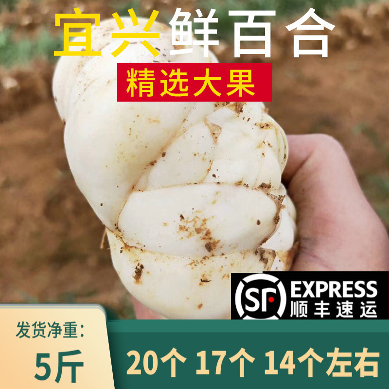 2022宜興新鮮食用大百合5斤包郵宜興特産純農家天然白合2500g在類目 水產肉類/新鮮蔬果/熟食, 新鮮蔬菜/蔬菜製品, 新鮮蔬菜, 新鮮百合中 - 來自Buy2taobao.com提供專業的淘寶代購服務