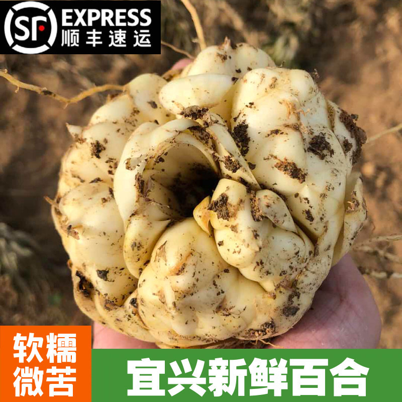 2026宜兴新鲜百合2500g包邮礼盒装特产级苦味纯农家食用大白合2斤