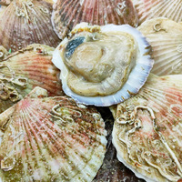 夏夷贝新鲜粉丝扇贝鲜活冷冻带壳超大1斤当季海鲜水产蒜蓉绝配
