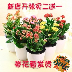 宝贝凤尾长寿花盆栽包邮的价格