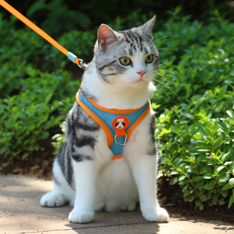 猫咪牵引绳防挣脱专用小