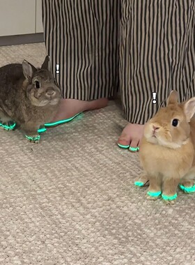 兔兔发光鞋猫咪狗狗夜光鞋宠物夜间外出防踩防丢神器搞笑拍照道具