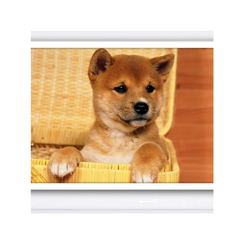 萌宠宠物狗狗柴犬diy礼品数码