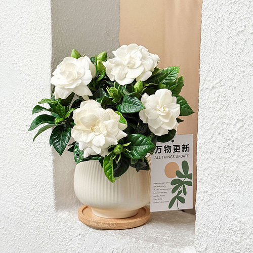 栀子花盆栽室内客厅办公室桌面绿植花卉盆景好养活四季常青植物