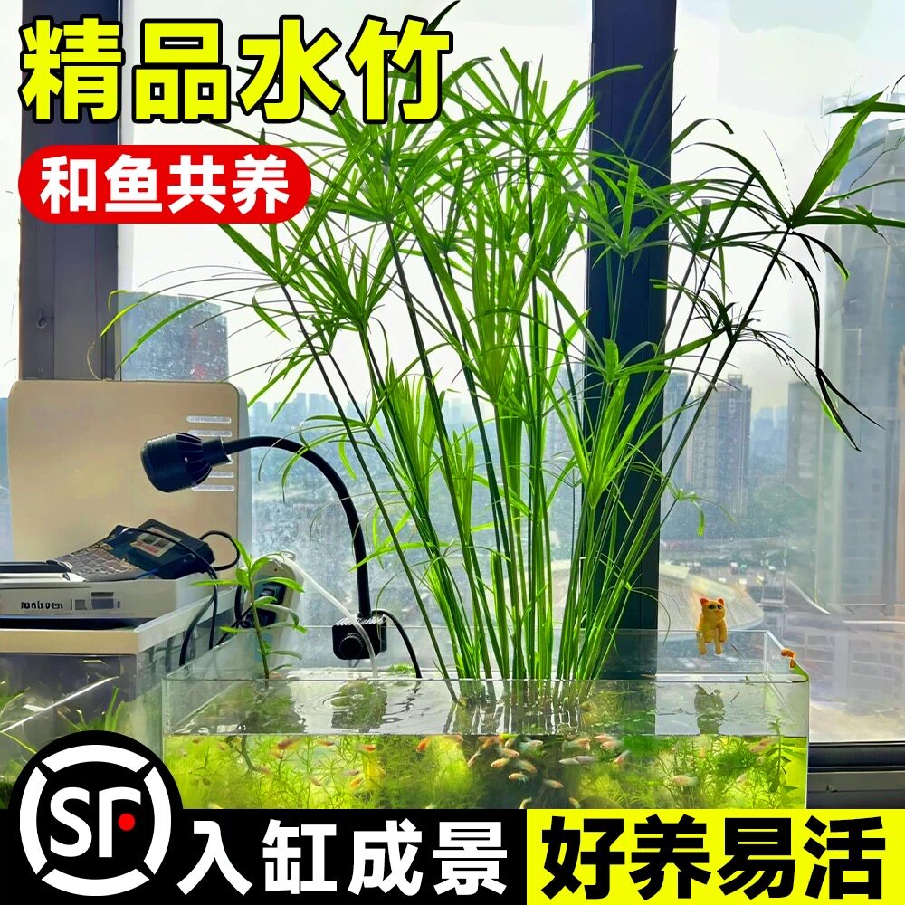 水竹风车草水养旱伞草龟缸鱼池水培挺水植物沼泽过滤净化水质